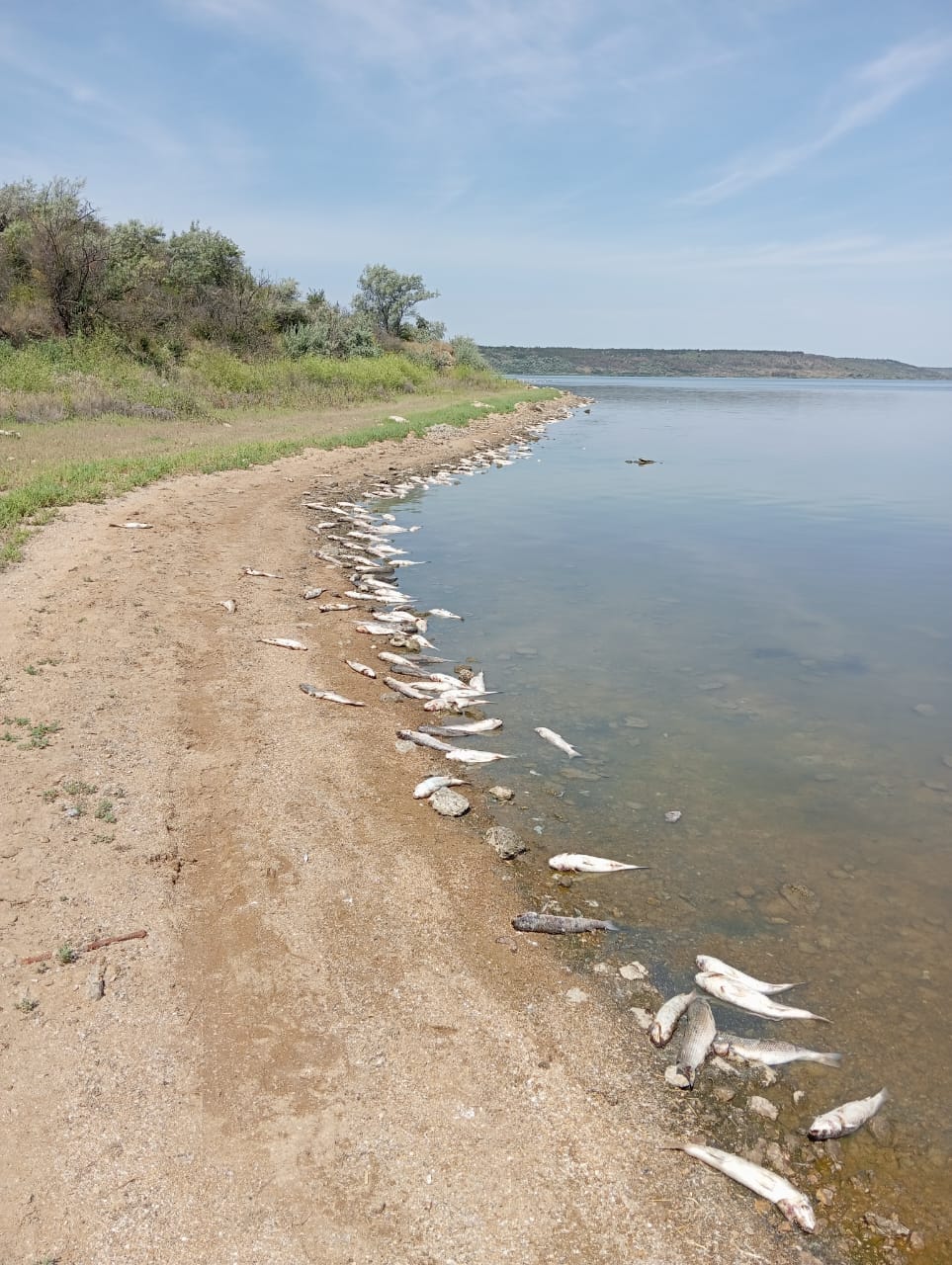 На узбережжі одного з лиманів Одещини – купи мертвої риби: у чому причина (фото, відео)